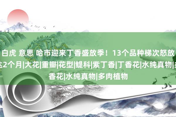 白虎 意思 哈市迎来丁香盛放季！13个品种梯次怒放，花期达2个月|大花|重瓣|花型|鳀科|紫丁香|丁香花|水纯真物|多肉植物